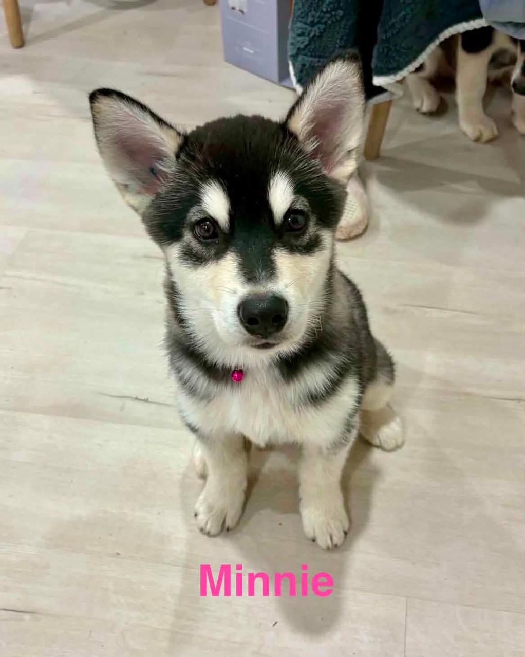 Post 4 by Paws & Claws Adoptions Inc. on Instagram (carousel)
