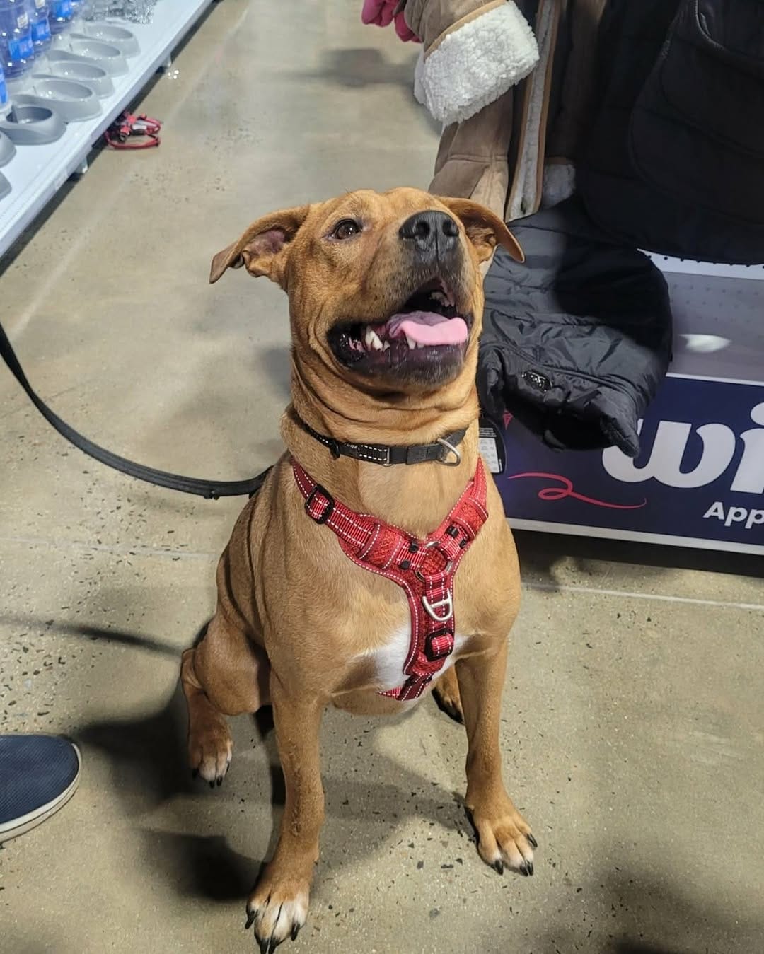 Post 2 by Paws & Claws Adoptions Inc. on Instagram (image)