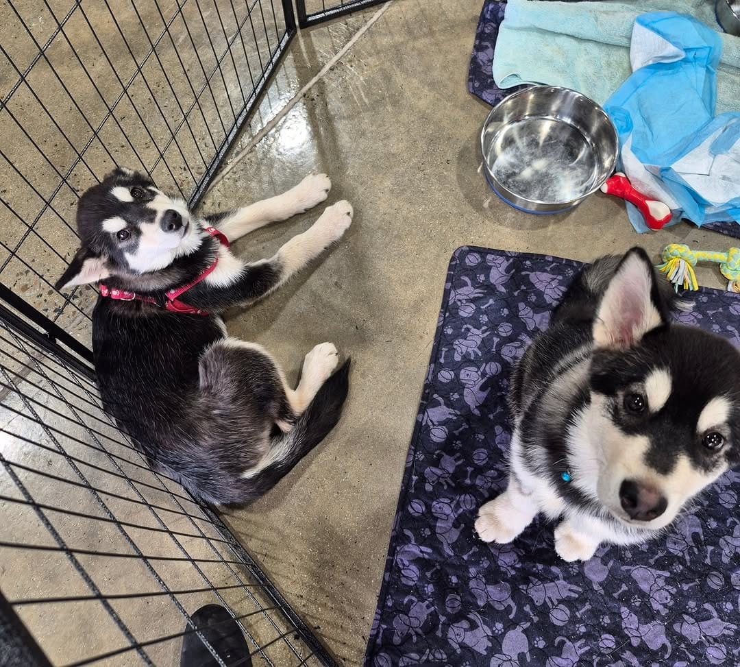 Post 3 by Paws & Claws Adoptions Inc. on Instagram (image)