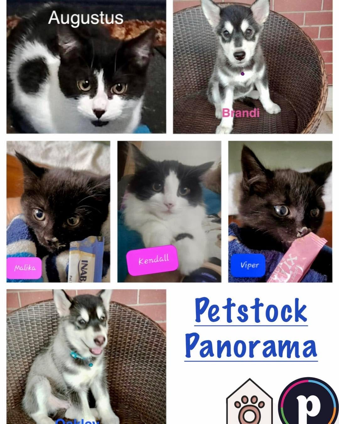 Post 5 by Paws & Claws Adoptions Inc. on Instagram (carousel)