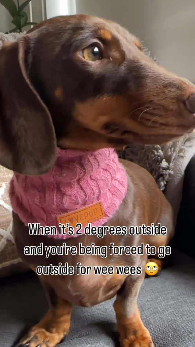 Post 4 by LOVEPUP on Instagram (video)