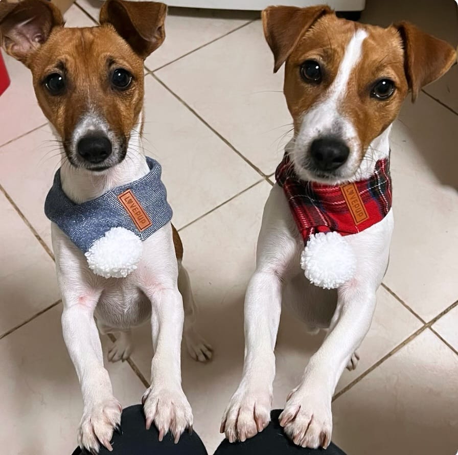 Post 5 by LOVEPUP on Instagram (image)