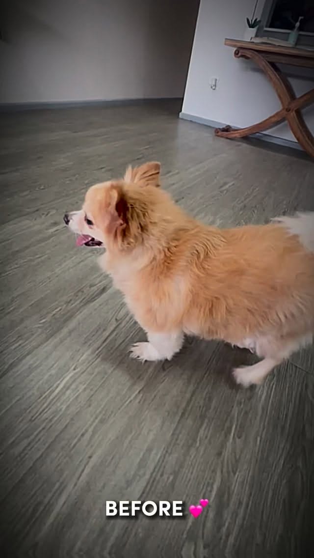 Post 1 by Spoilt Rotten Dogs on Instagram (video)