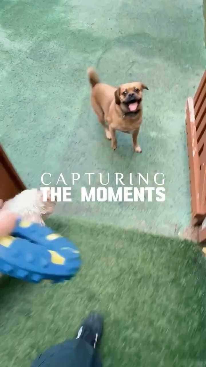 Post 3 by Spoilt Rotten Dogs on Instagram (video)
