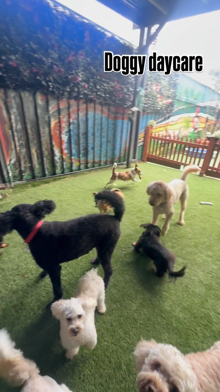 Post 10 by Spoilt Rotten Dogs on Instagram (video)