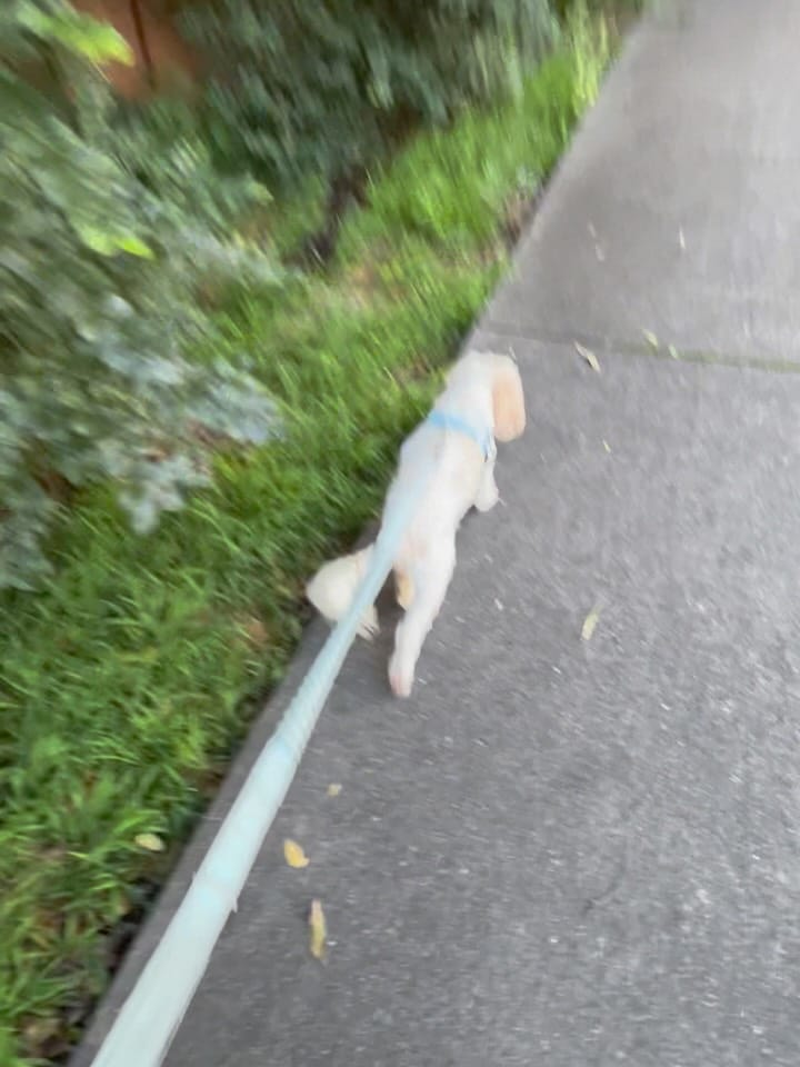 Post 8 by Spoilt Rotten Dogs on Instagram (carousel)