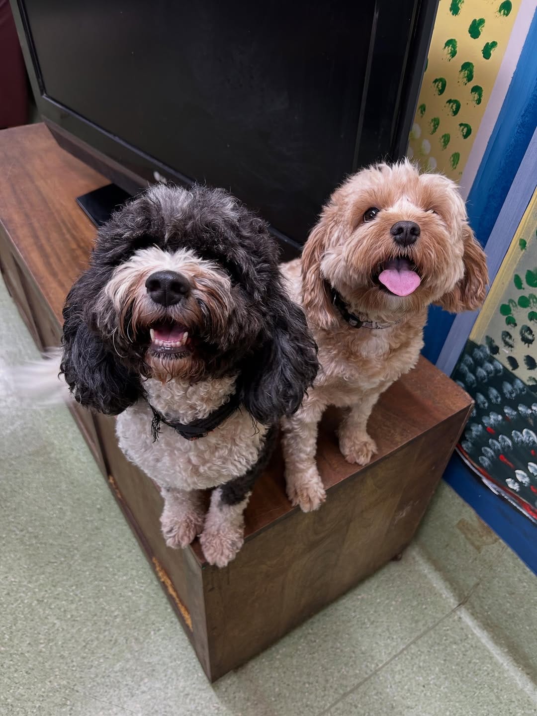 Post 5 by Spoilt Rotten Dogs on Instagram (carousel)
