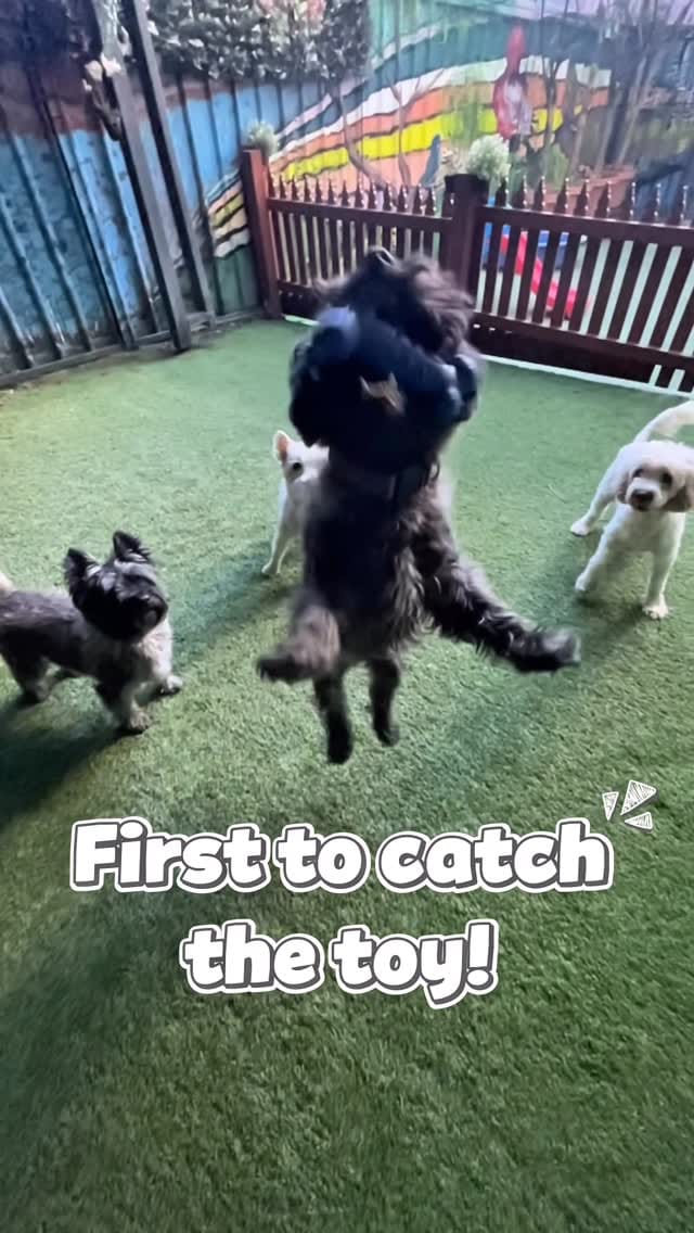 Post 6 by Spoilt Rotten Dogs on Instagram (video)