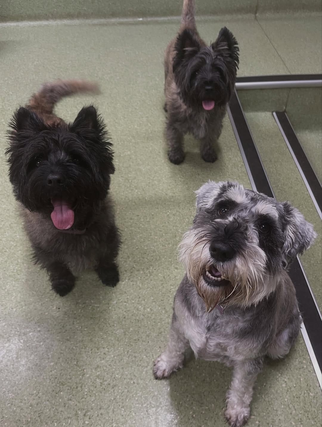 Post 9 by Spoilt Rotten Dogs on Instagram (carousel)