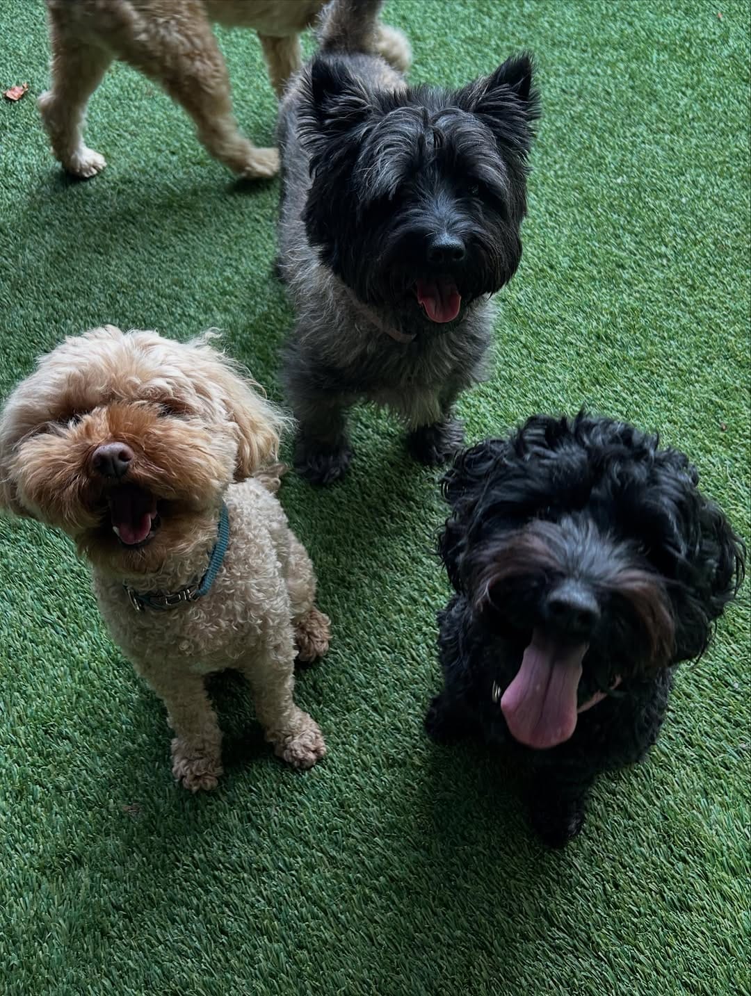 Post 4 by Spoilt Rotten Dogs on Instagram (carousel)