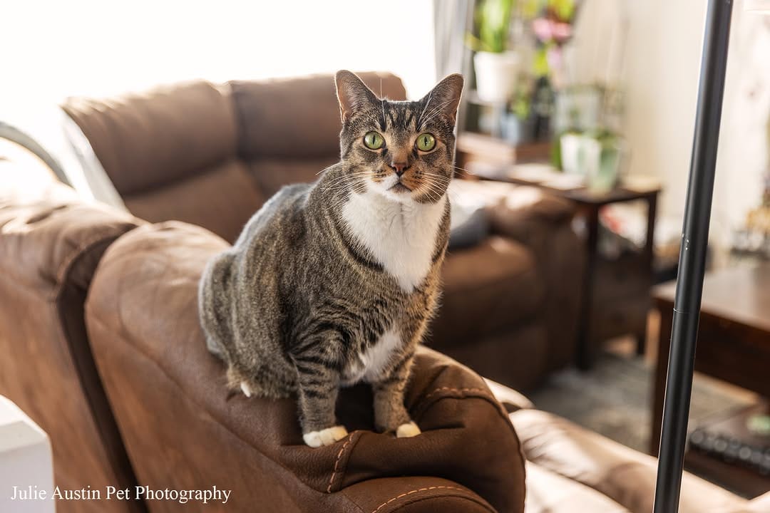 Post 2 by Pet Photography Experiences on Instagram (carousel)