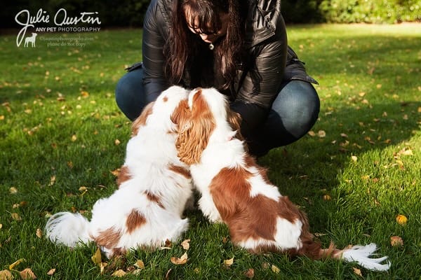 Post 10 by Pet Photography Experiences on Instagram (carousel)