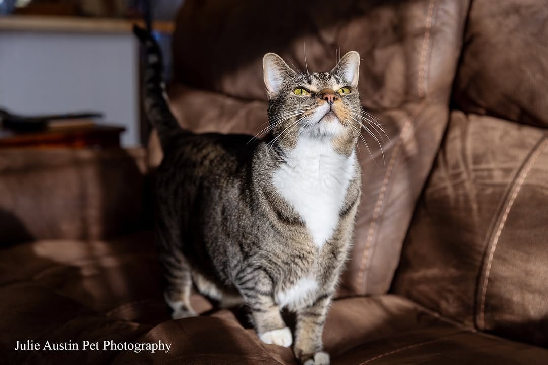 Post 1 by Pet Photography Experiences on Instagram (carousel)