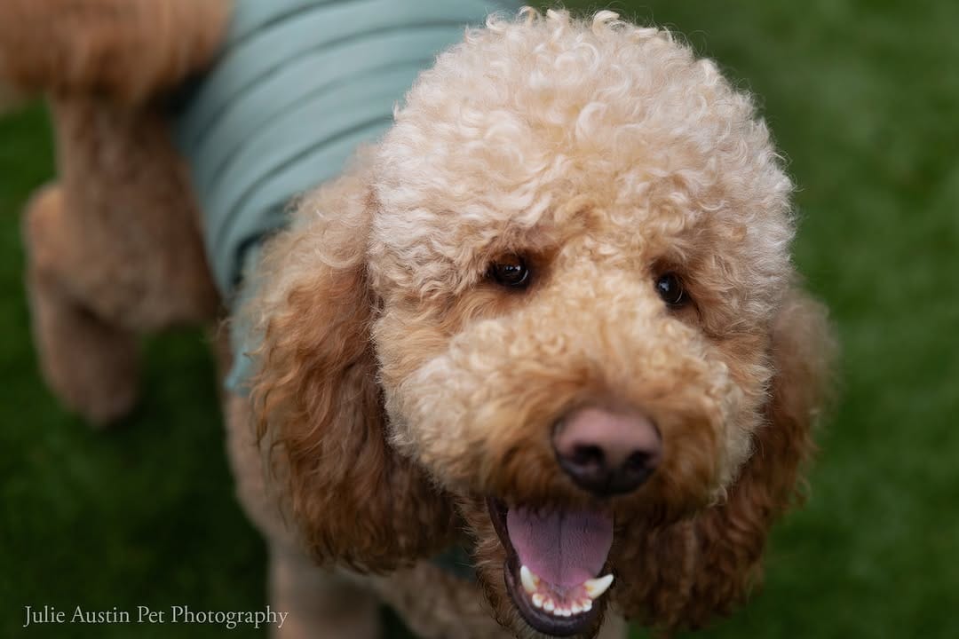 Post 8 by Pet Photography Experiences on Instagram (image)