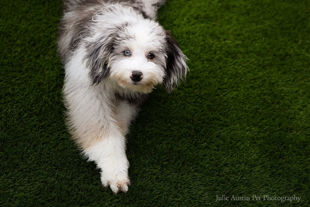 Post 9 by Pet Photography Experiences on Instagram (image)