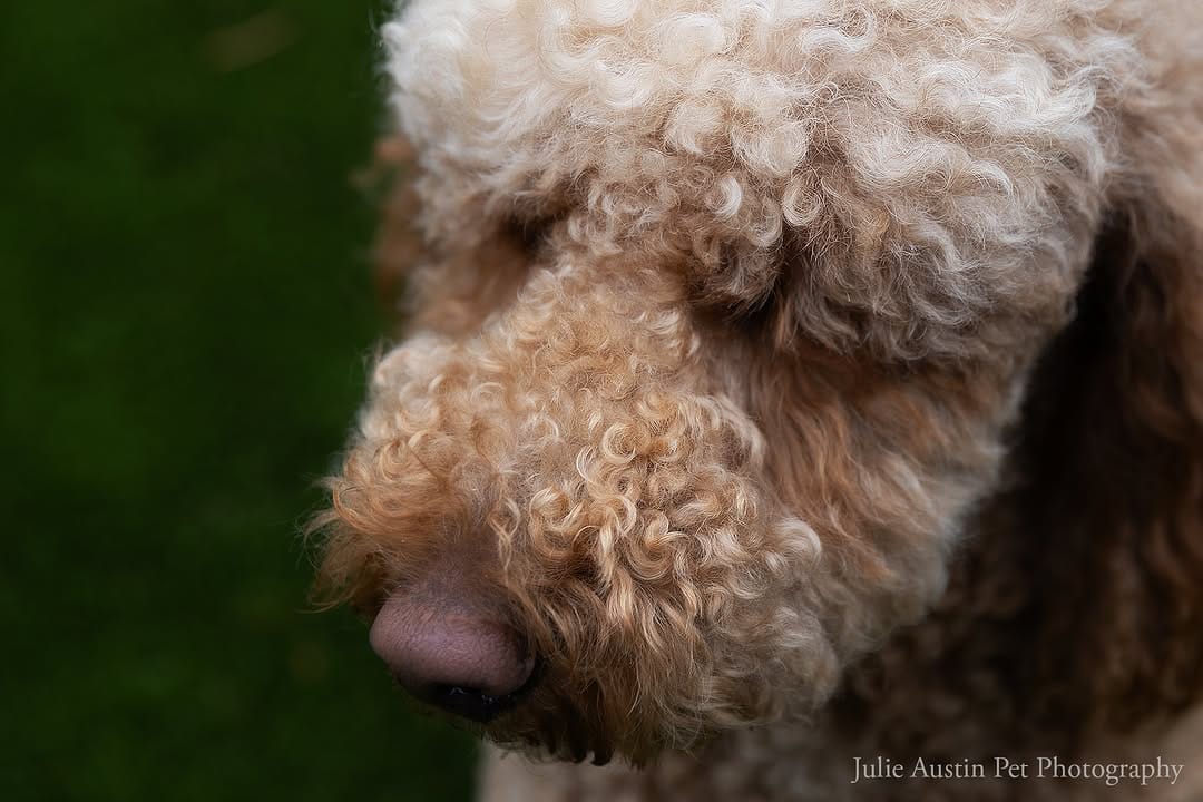 Post 7 by Pet Photography Experiences on Instagram (image)