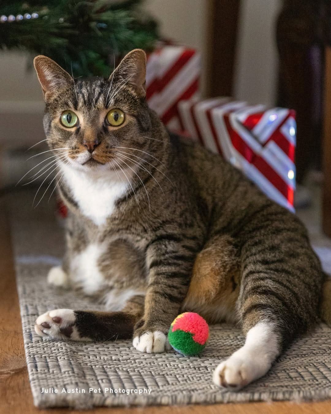 Post 3 by Pet Photography Experiences on Instagram (image)