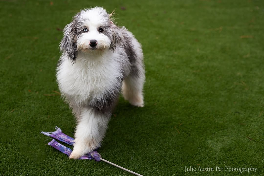 Post 6 by Pet Photography Experiences on Instagram (image)