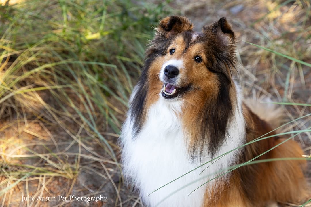 Post 4 by Pet Photography Experiences on Instagram (image)