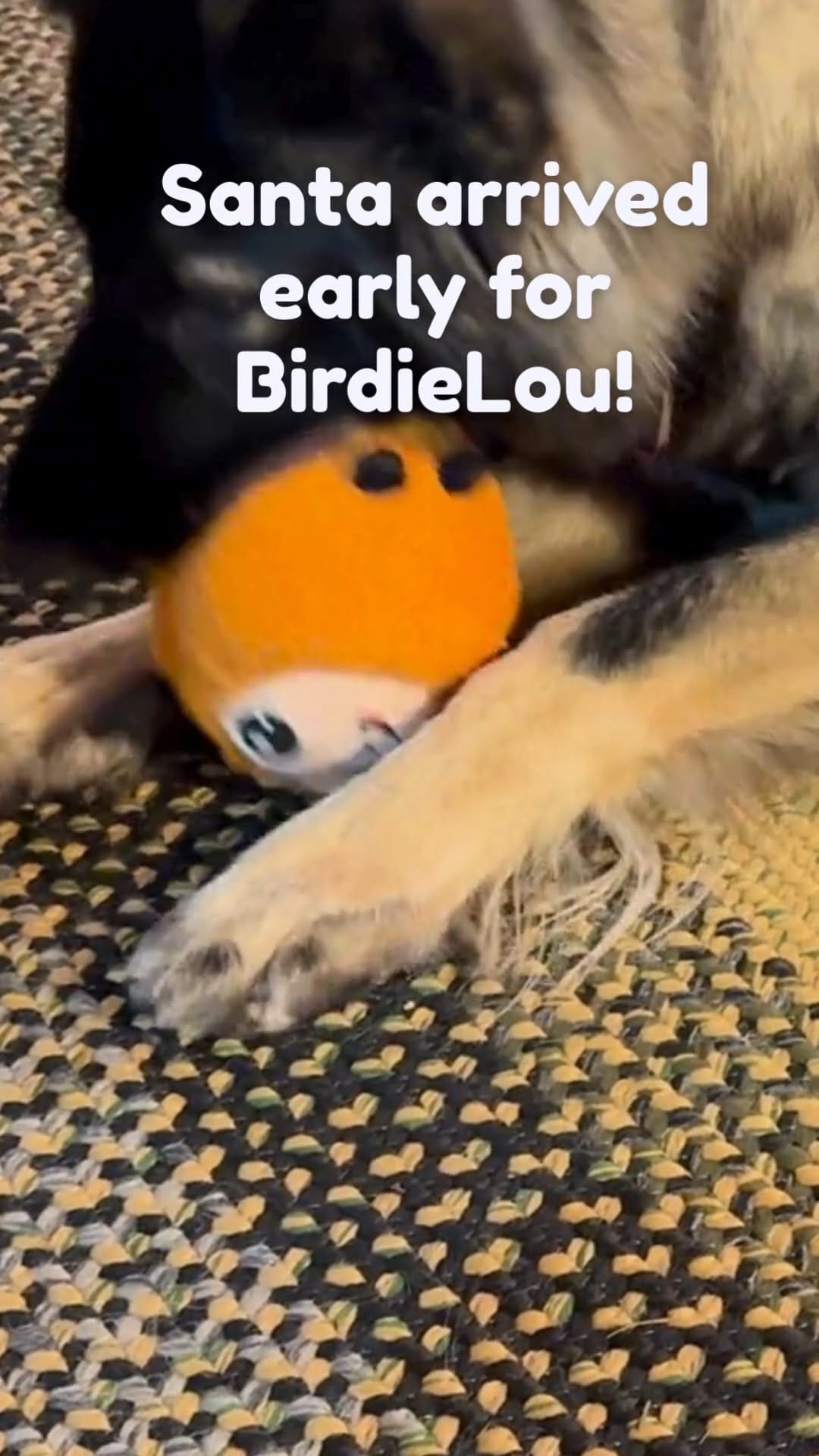 Post 5 by Pet Photography Experiences on Instagram (video)