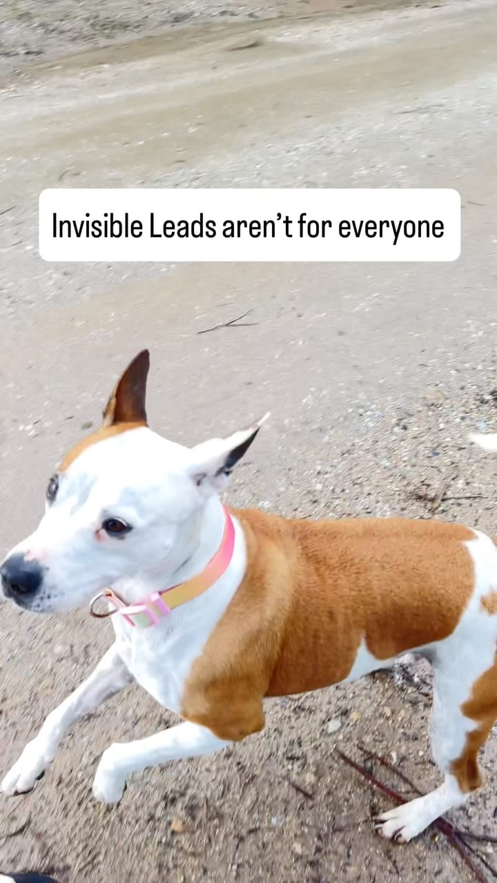 Post 1 by Laura Vissaritis on Instagram (video)