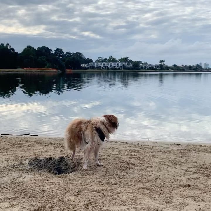Post 8 by Joey the Tibalier on Instagram (video)
