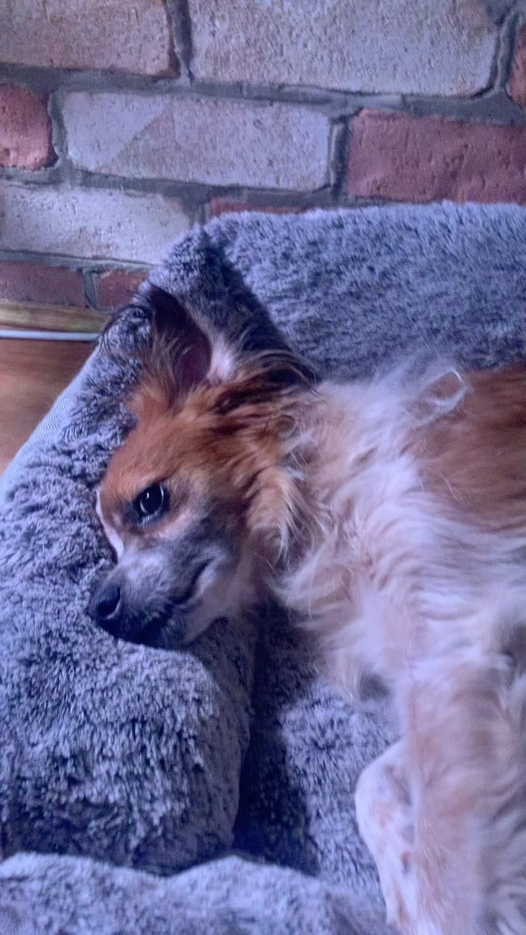 Post 3 by Joey the Tibalier on Instagram (video)