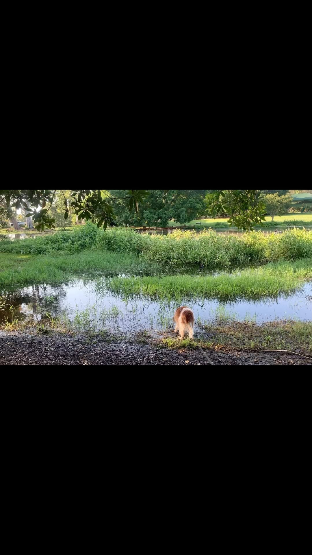 Post 2 by Joey the Tibalier on Instagram (video)