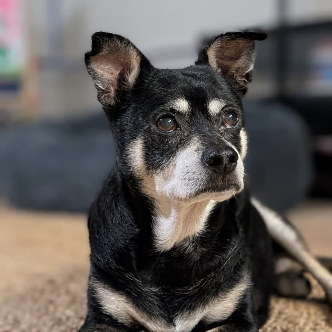 Post 1 by Texas Dog Abroad on Instagram (image)