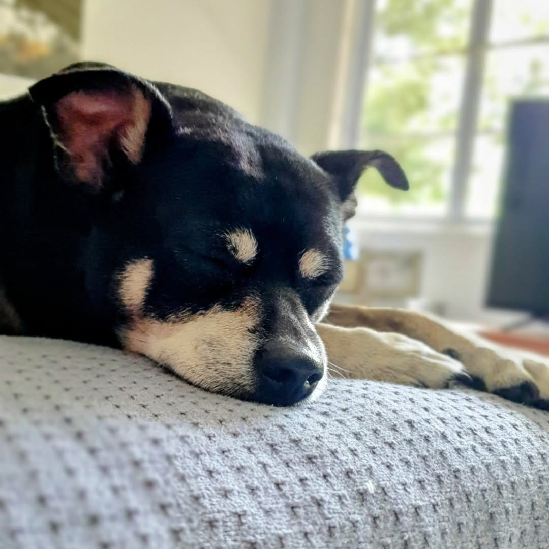 Post 6 by Texas Dog Abroad on Instagram (image)