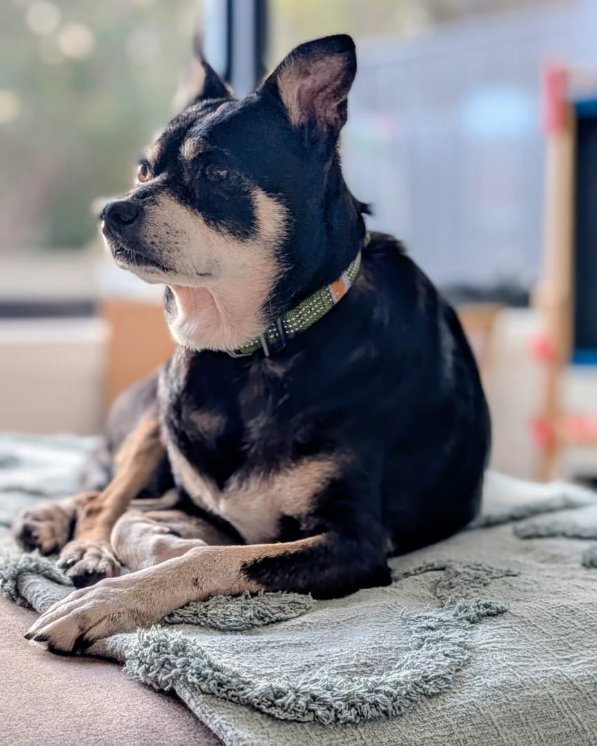 Post 2 by Texas Dog Abroad on Instagram (image)