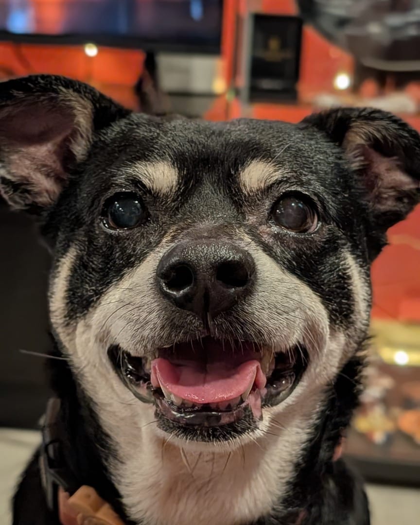 Post 4 by Texas Dog Abroad on Instagram (image)