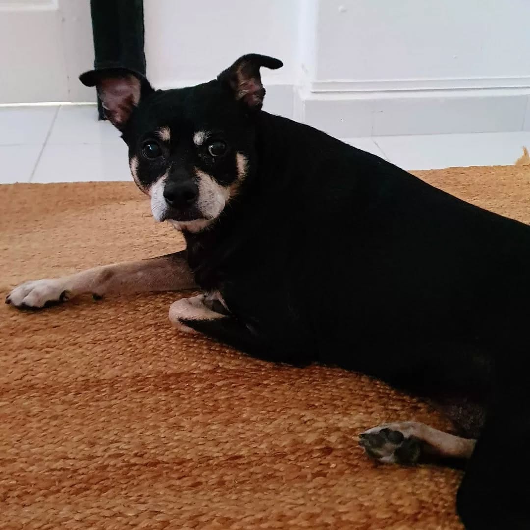 Post 8 by Texas Dog Abroad on Instagram (image)