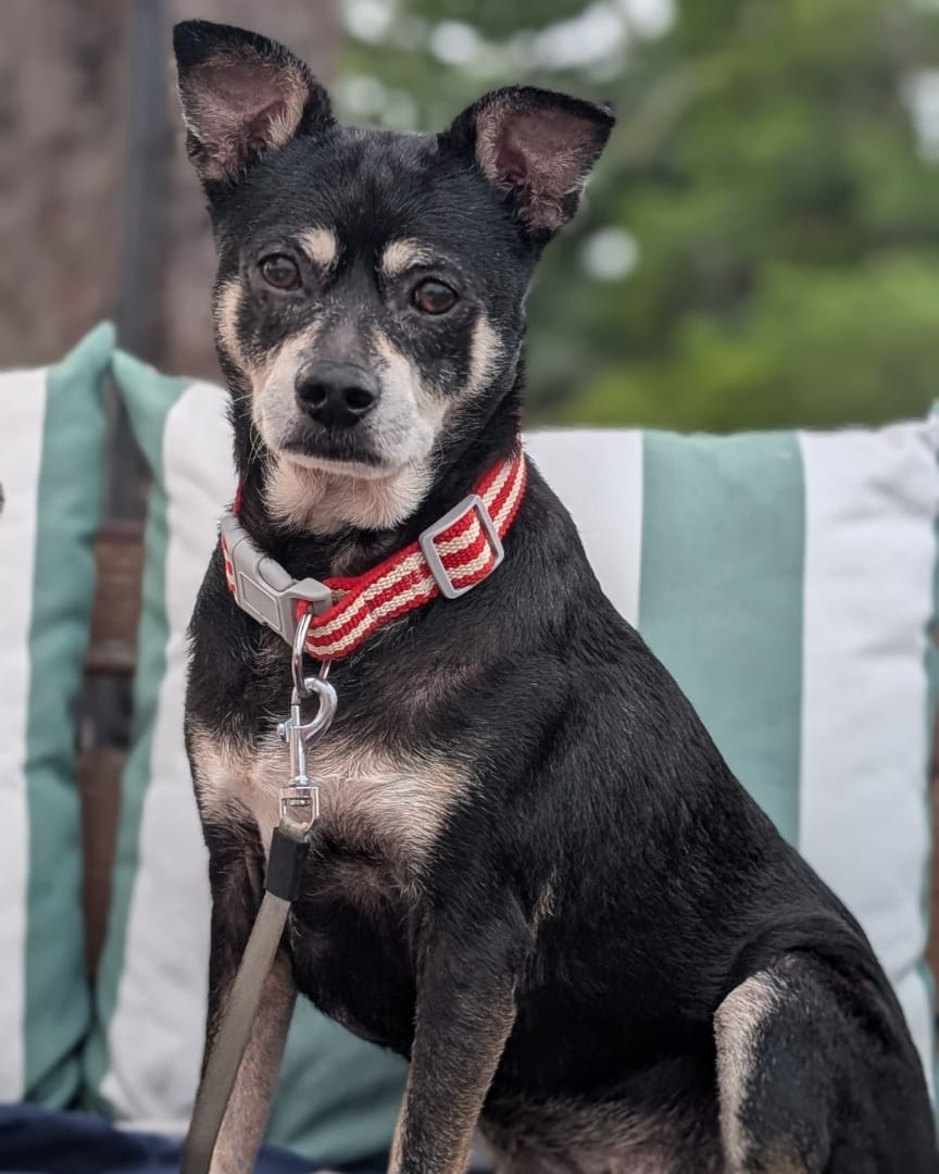 Post 3 by Texas Dog Abroad on Instagram (image)