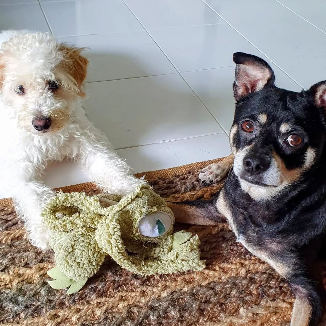 Post 9 by Texas Dog Abroad on Instagram (image)