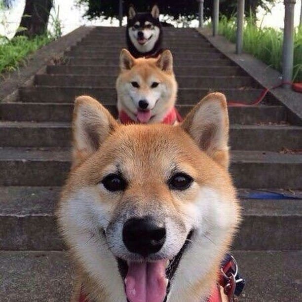 Post 8 by Chewy & Co on Instagram (image)