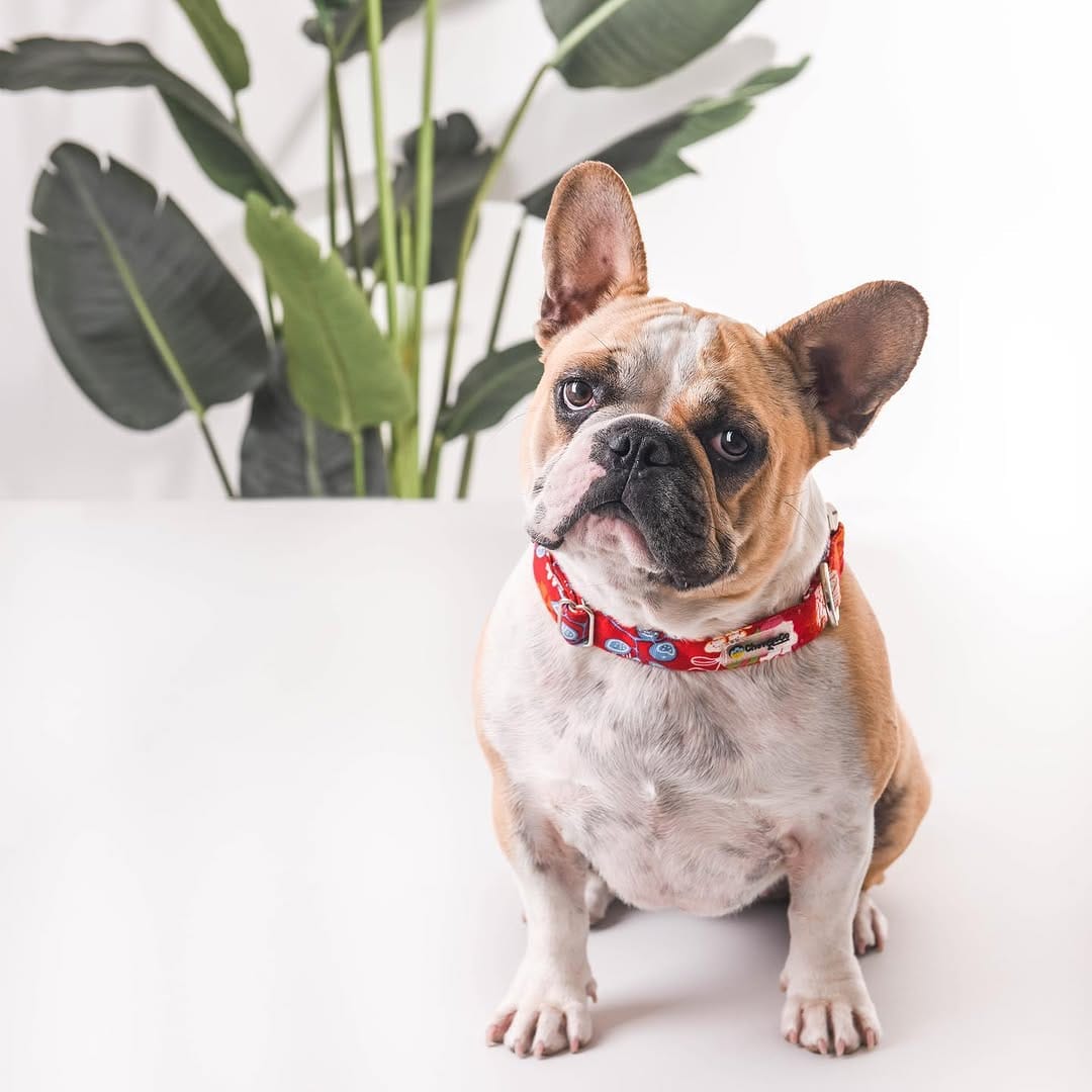 Post 2 by Chewy & Co on Instagram (image)