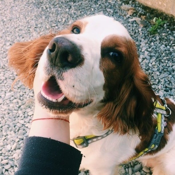 Post 9 by Chewy & Co on Instagram (image)