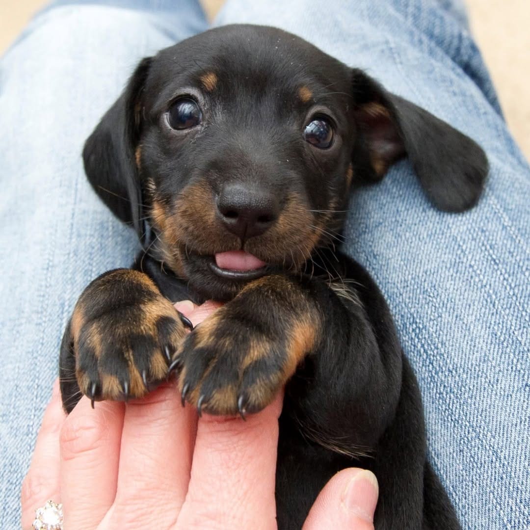 Post 10 by Chewy & Co on Instagram (image)