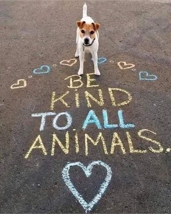 Post 7 by PetPrints Magazine on Instagram (image)
