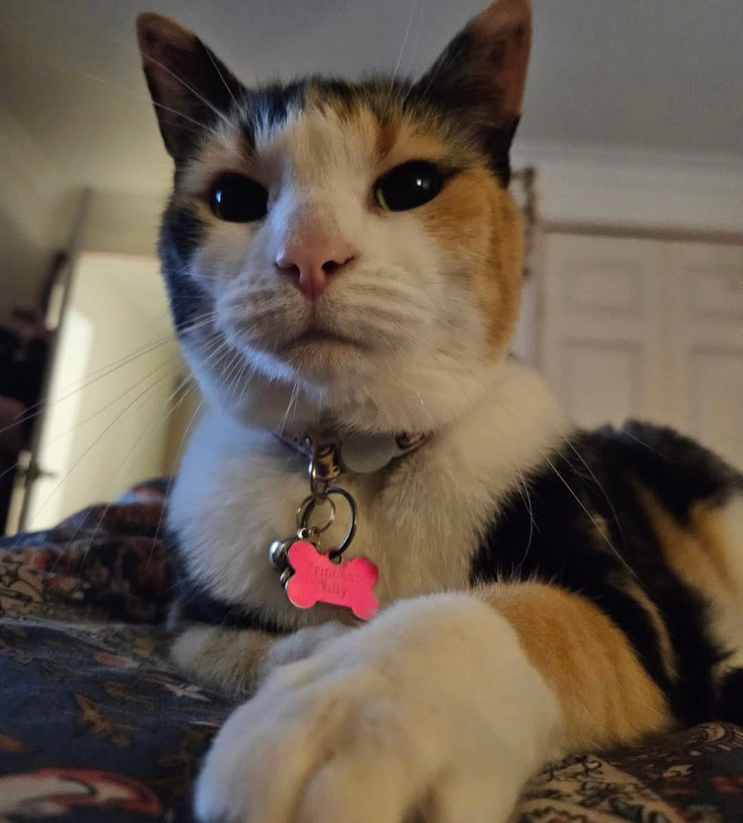 Post 3 by Miss Milly and Mr. Penny 🐱 on Instagram (image)