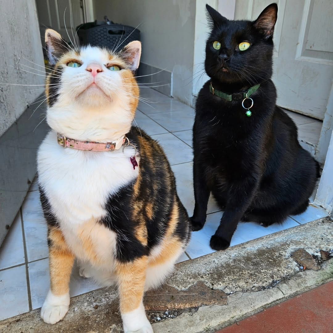 Post 10 by Miss Milly and Mr. Penny 🐱 on Instagram (image)