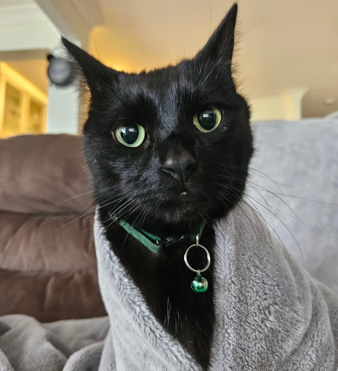 Post 2 by Miss Milly and Mr. Penny 🐱 on Instagram (image)