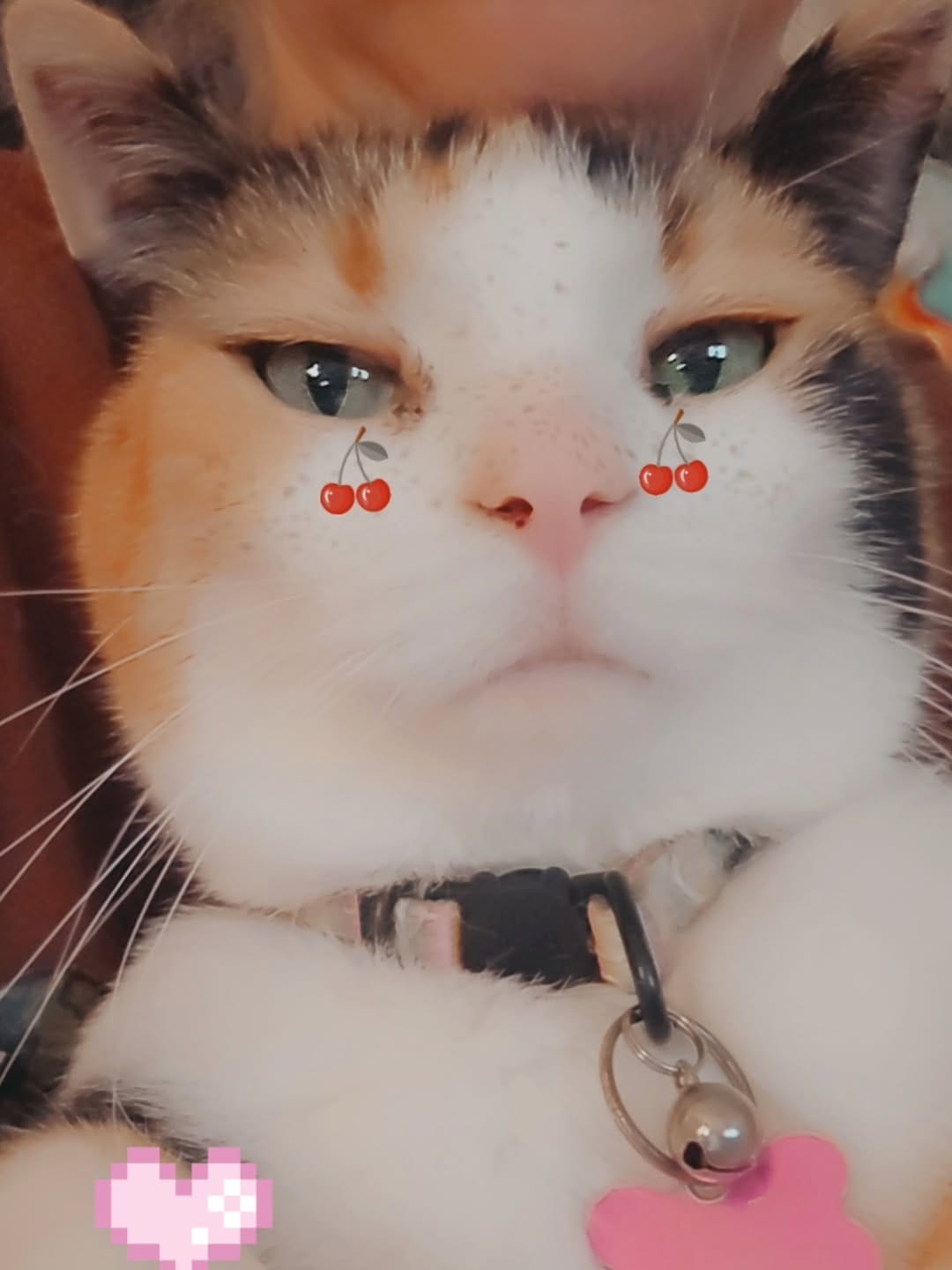 Post 6 by Miss Milly and Mr. Penny 🐱 on Instagram (image)