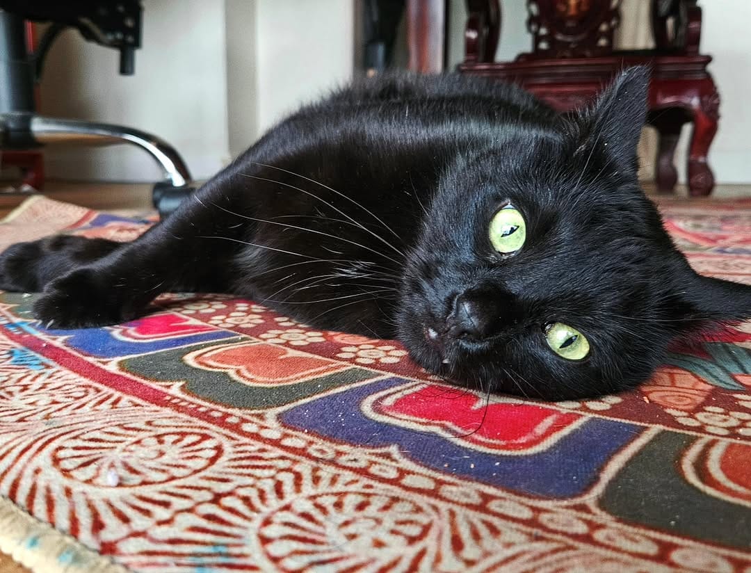 Post 5 by Miss Milly and Mr. Penny 🐱 on Instagram (image)