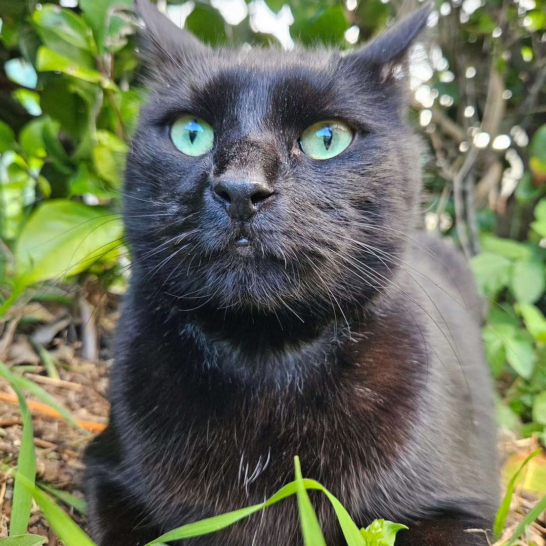 Post 7 by Miss Milly and Mr. Penny 🐱 on Instagram (image)