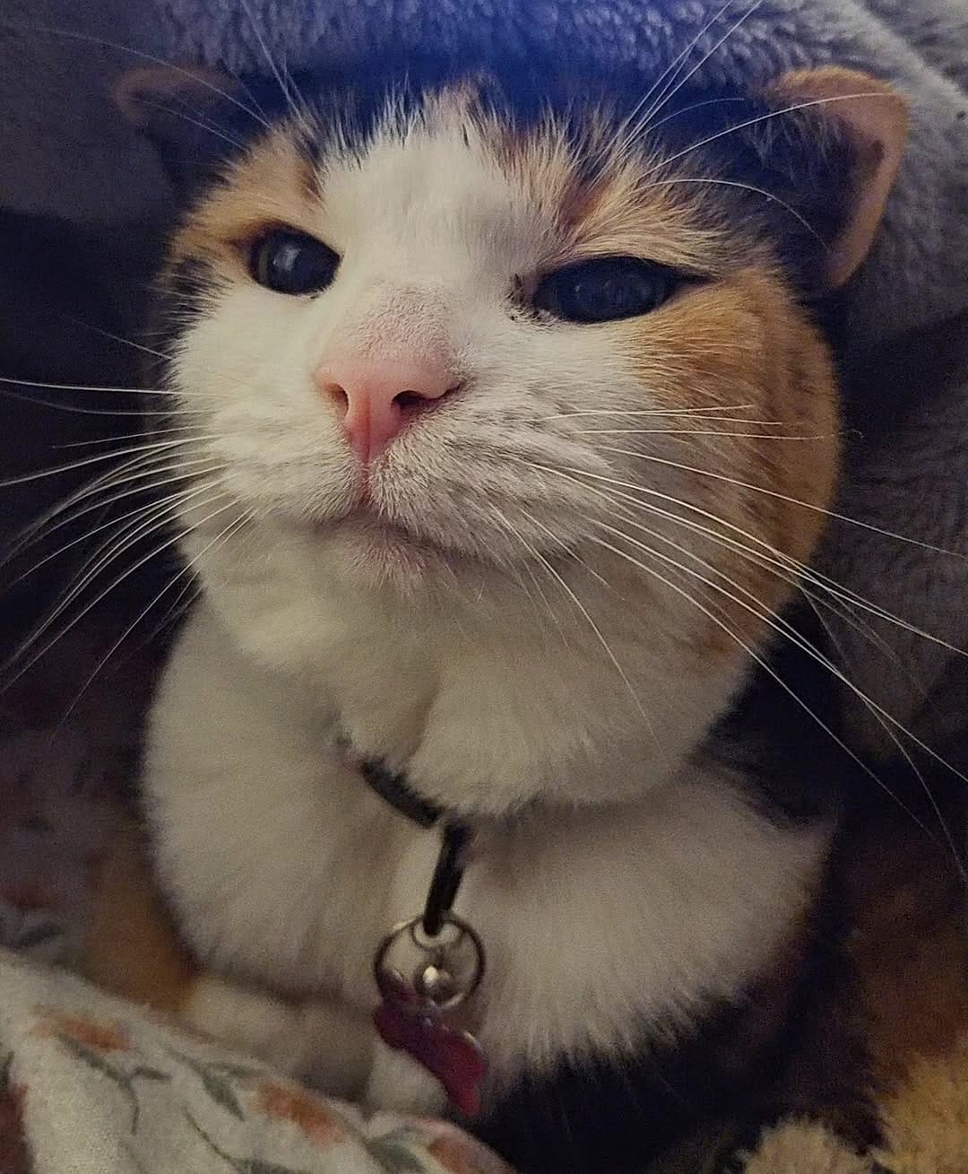 Post 8 by Miss Milly and Mr. Penny 🐱 on Instagram (image)