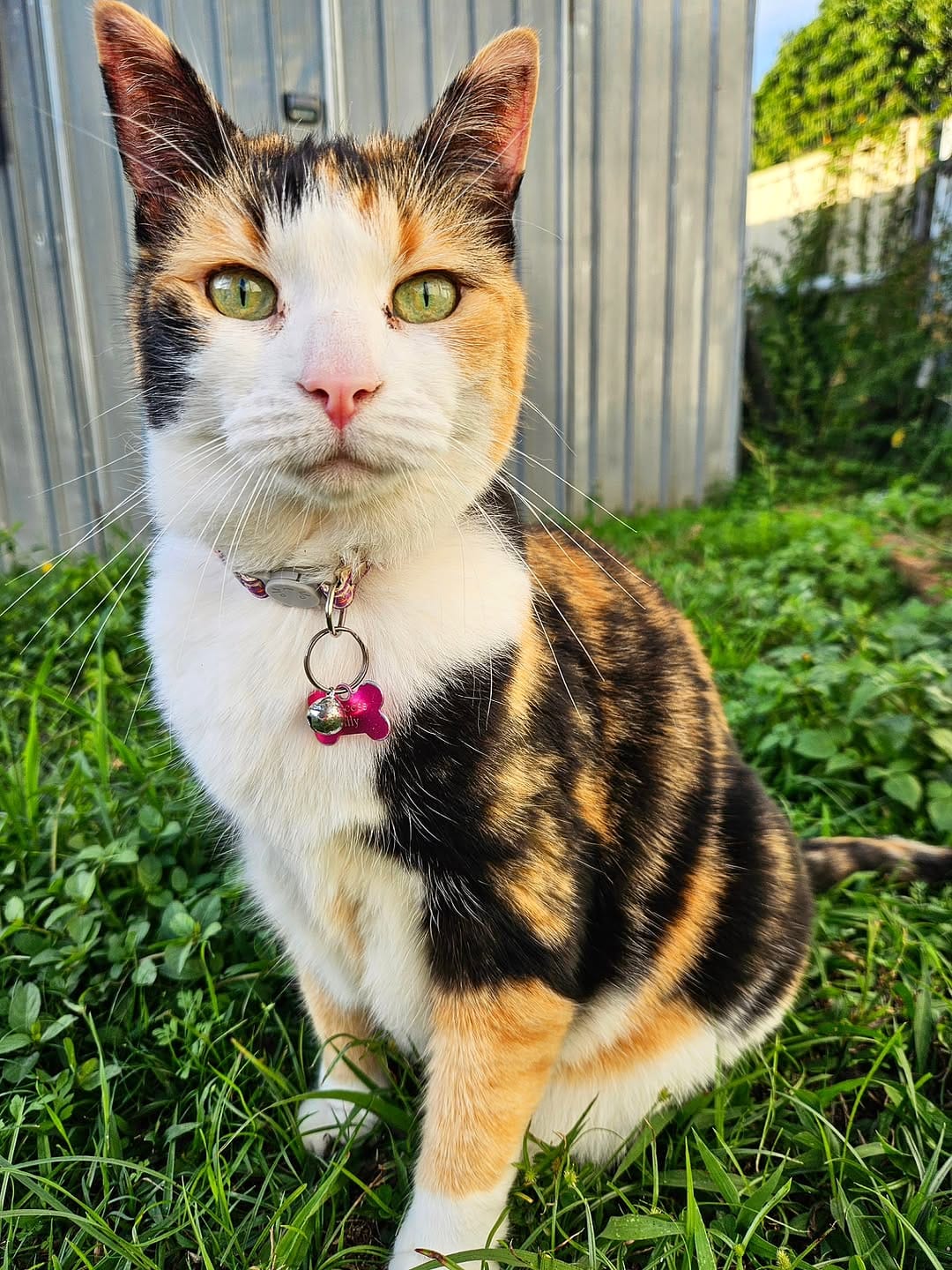 Post 1 by Miss Milly and Mr. Penny 🐱 on Instagram (image)