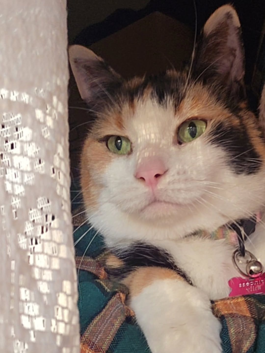 Post 4 by Miss Milly and Mr. Penny 🐱 on Instagram (image)