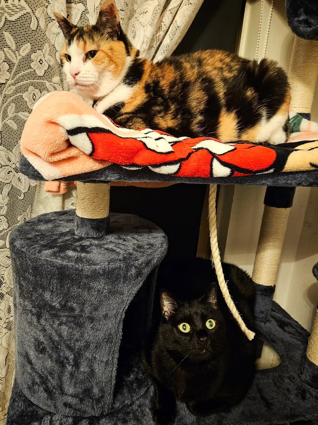 Post 9 by Miss Milly and Mr. Penny 🐱 on Instagram (image)